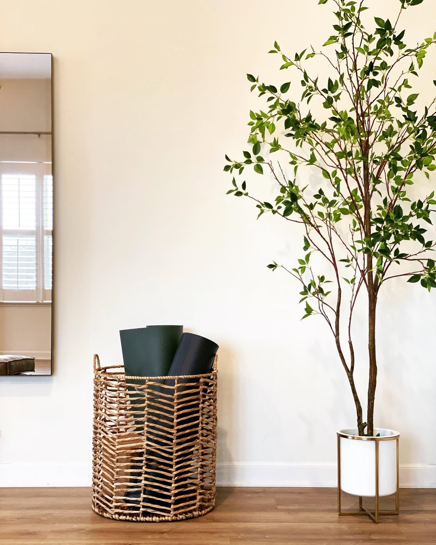 Woven basket and slender indoor tree against a warm white wall